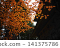 Late autumn scenery at the World Heritage site of Koyasan: West Pagoda 141375786