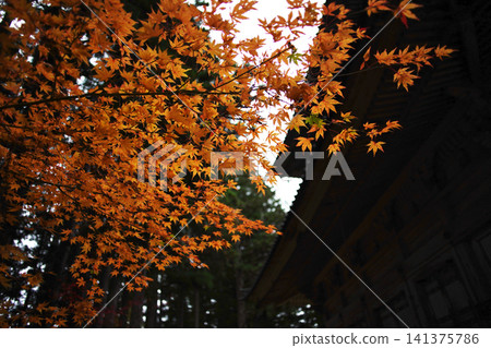 高野山世界遺產晚秋景色：西塔 141375786