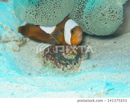 Tomato clownfish nestled beside eggs Tomato clownfish nestled beside eggs 141375833