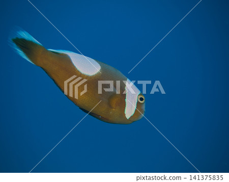 Tomato clownfish, close-up, from below. 141375835