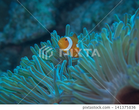 Clown anemonefish hiding in sea anemones 141375836