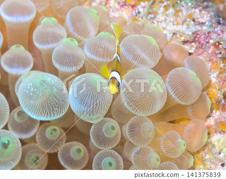 Clownfish hiding in an anemone 141375839
