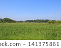 A landscape of Nonoshima Island in the Urato Islands, with its blue sky and expansive grassy fields (Shiogama City, Miyagi Prefecture) 141375861