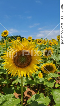 向著太陽 向著太陽 141375887