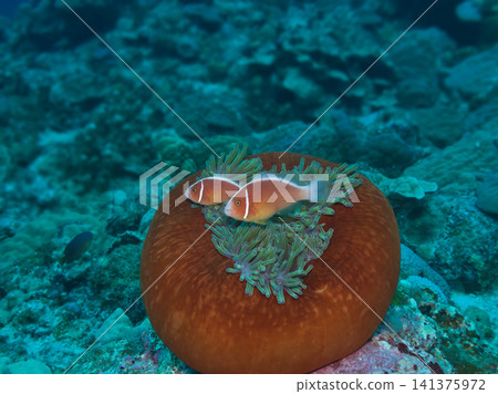 An anemone fish swimming in sea anemones An anemone fish swimming in sea anemones 141375972