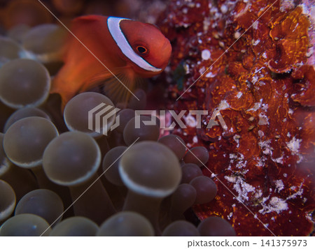 A young clownfish hiding inside a sea anemone. 141375973