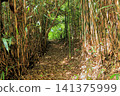 A path surrounded by bamboo grass - Nonoshima Island, Urato Islands (Shiogama City, Miyagi Prefecture) 141375999