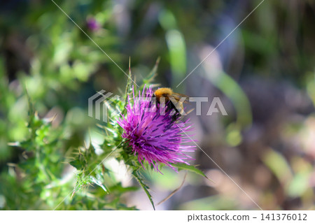 Thorny thistles and bees blooming on the hiking trail of Mt. Ishizuchi in early summer. Thorny thistles and bees blooming on the hiking trail of Mt. Ishizuchi in early summer. 141376012