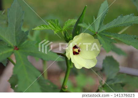 Okra's Flower Okra's Flower 141376023