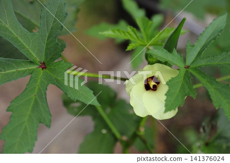 秋葵的花 秋葵的花 141376024