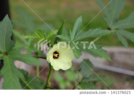 秋葵的花 秋葵的花 141376025