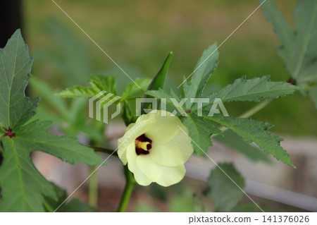 秋葵的花 秋葵的花 141376026