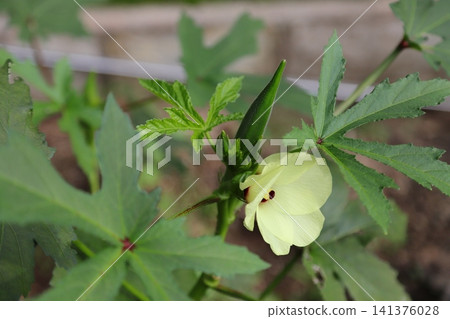 Okra's Flower 141376028