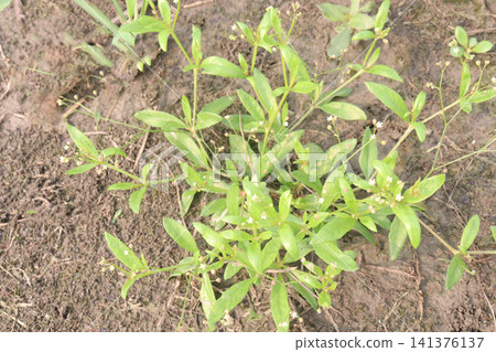Sphaeranthus africanus, African Globe Thistle plant Sphaeranthus africanus, African Globe Thistle plant 141376137