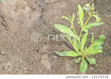 Sphaeranthus africanus, African Globe Thistle plant Sphaeranthus africanus, African Globe Thistle plant 141376138