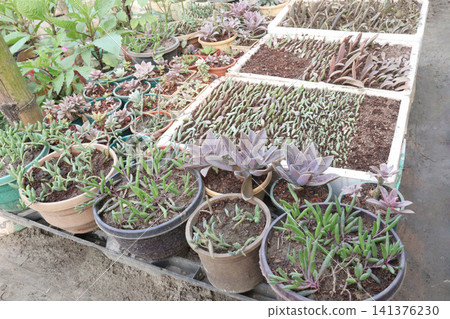 process of propagating succulents from leaf cuttings process of propagating succulents from leaf cuttings 141376230