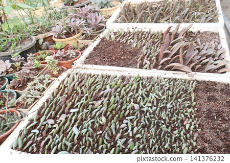process of propagating succulents from leaf cuttings process of propagating succulents from leaf cuttings 141376232