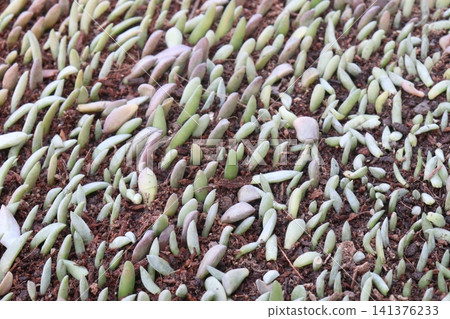 process of propagating succulents from leaf cuttings process of propagating succulents from leaf cuttings 141376233