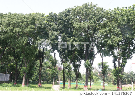 Swietenia mahagoni tree plant on farm Swietenia mahagoni tree plant on farm 141376307