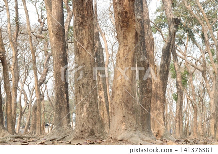 Tectona grandis plant on farm for sell Tectona grandis plant on farm for sell 141376381