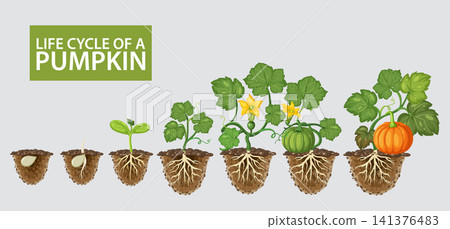 Life Cycle of a Pumpkin Plant Growth Stages Vector Illustration Life Cycle of a Pumpkin Plant Growth Stages Vector Illustration 141376483