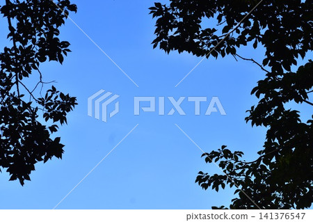 Background material combining a bright blue sky and the green of trees. Background material combining a bright blue sky and the green of trees. 141376547