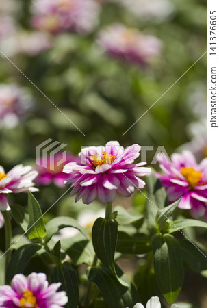 公園裡盛開著粉紅色的百日草花。 公園裡盛開著粉紅色的百日草花。 141376605