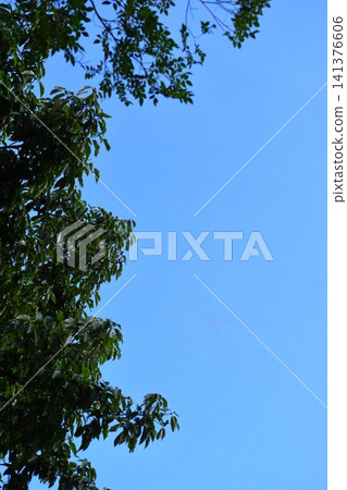 背景素材由湛藍的天空和綠色的樹木組成。 背景素材由湛藍的天空和綠色的樹木組成。 141376606