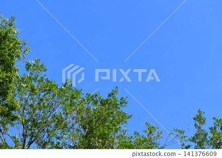 背景素材由湛藍的天空和綠色的樹木組成。 背景素材由湛藍的天空和綠色的樹木組成。 141376609