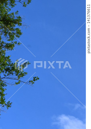 Background material combining a bright blue sky and the green of trees. Background material combining a bright blue sky and the green of trees. 141376611