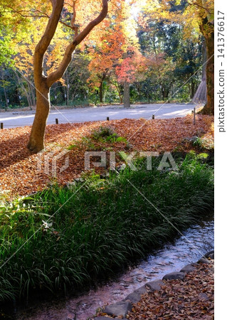 Tadasu no Mori in late autumn 141376617