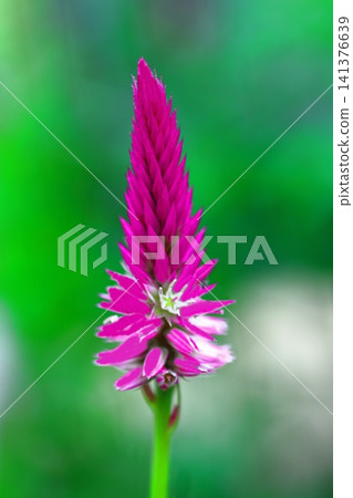 深粉紅色雞冠花 深粉紅色雞冠花 141376639