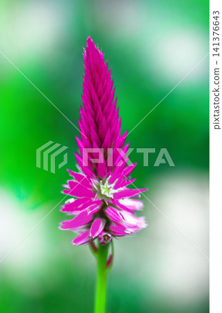 Pink sorrel flowers Pink sorrel flowers 141376643