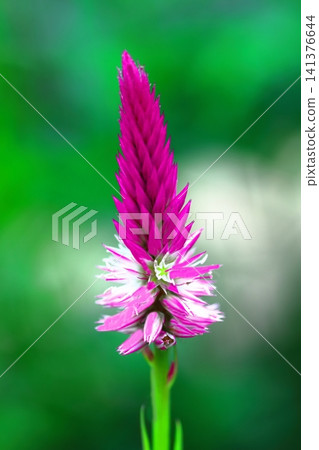 Dark pink celosia flowers Dark pink celosia flowers 141376644