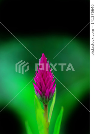 Red sorrel flower Red sorrel flower 141376646