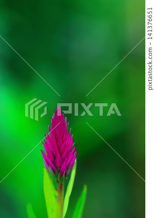 紅艾草花 141376651
