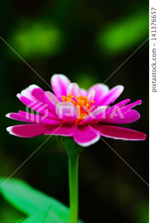 pretty zinnia flower pretty zinnia flower 141376657