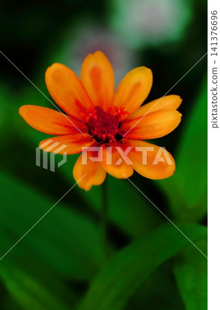 Orange zinnia flowers blooming in the flowerbed Orange zinnia flowers blooming in the flowerbed 141376696