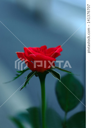 一朵紅玫瑰 一朵紅玫瑰 141376707