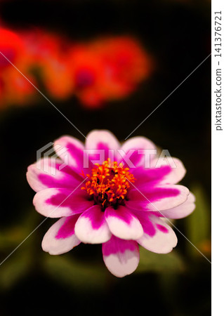 粉紅色的百日菊在黑色背景下飄浮 141376721