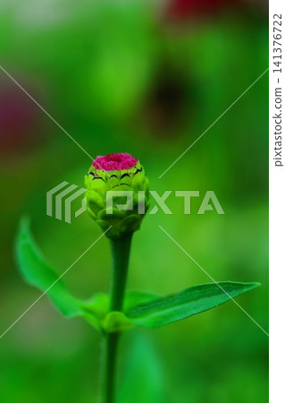 Delicate zinnia flower buds 141376722