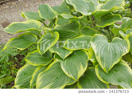 A vibrant hosta (Primula japonica) growing in a cafe garden, with beautiful leaf veins – a garden background image. 141376723