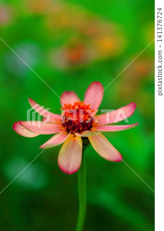 Flower of red hawknich 141376724