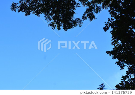 Background material combining a bright blue sky and the green of trees. Background material combining a bright blue sky and the green of trees. 141376739