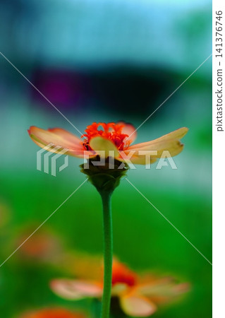 colorful zinnia flowers 141376746