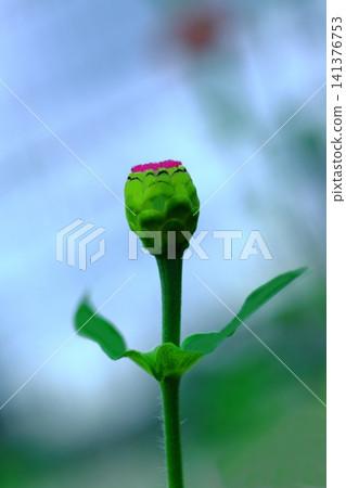 Tiny zinnia flower buds Tiny zinnia flower buds 141376753