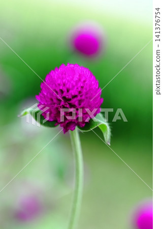 Red sennigyo flowers Red sennigyo flowers 141376754
