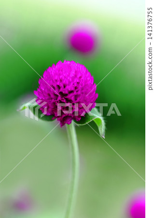Red sennigyo flowers Red sennigyo flowers 141376755