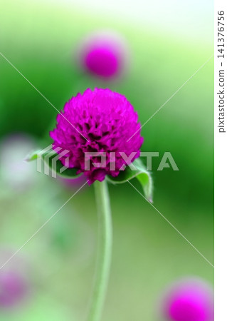 粉紅色的球狀莧菜花正在盛開。 粉紅色的球狀莧菜花正在盛開。 141376756