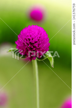 Red sennigyo flowers Red sennigyo flowers 141376759
